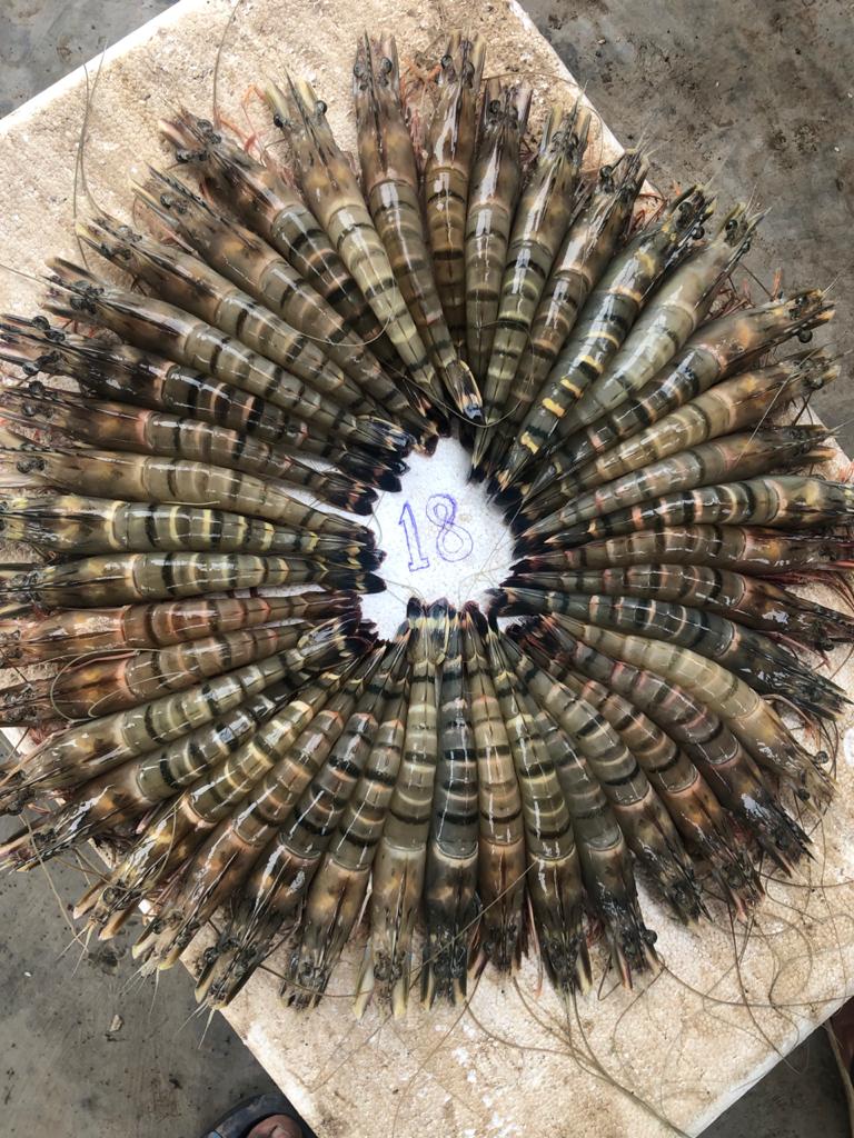 Ishi-Marine-Technologies-Testimonial-Happy-Farmer