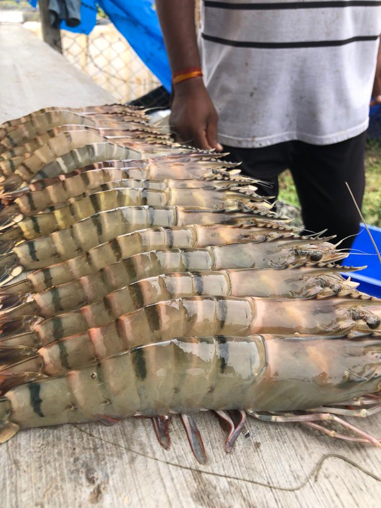 Ishi-Marine-Technologies-Testimonial-Happy-Farmer