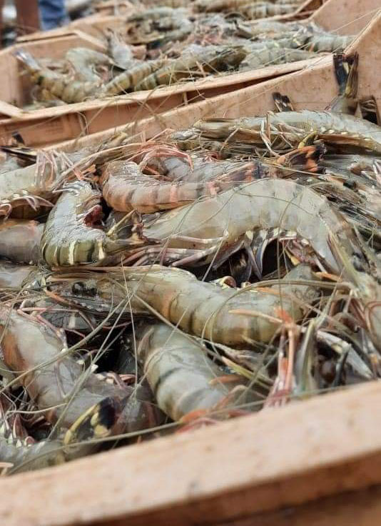 Ishi-Marine-Technologies-Testimonial-Happy-Farmer